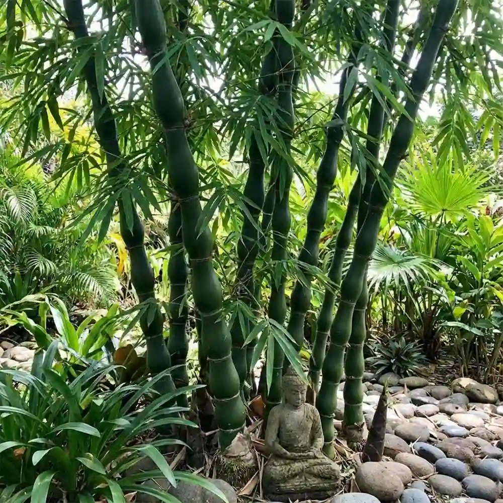 Buddha Bamboo Plant